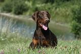 DOBERMANN 1072